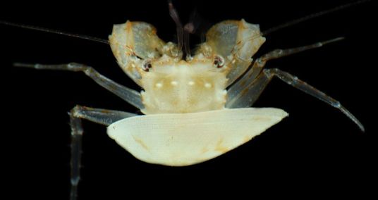 Scientists dove hundreds of feet into the ocean and found creatures no human has ever seen. Our trash beat us there