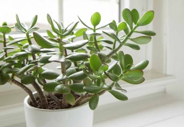 Inside Plan with Houseplants: An Aide
